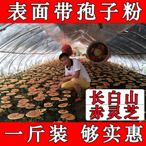 Day special price Changbai Mountain Ganoderma lucidum 500 grams surface with Ganoderma lucidum spore powder Ganoderma lucidum purple