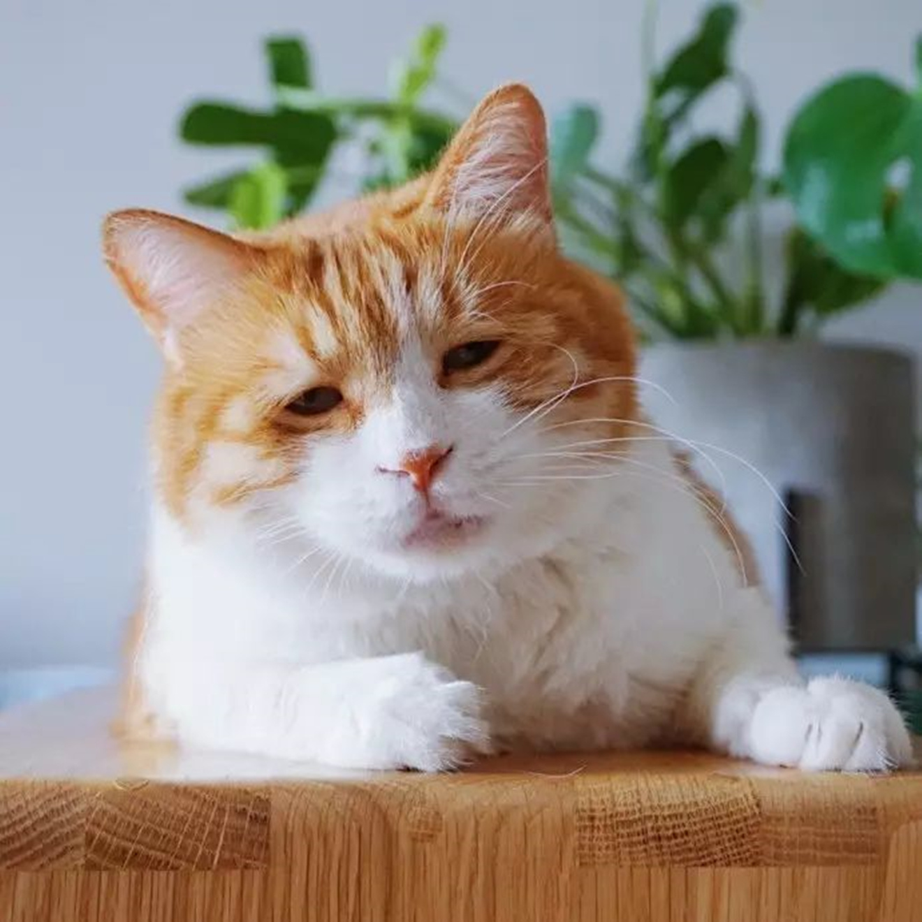 铲屎官大招这样的装修才能俘获猫主子