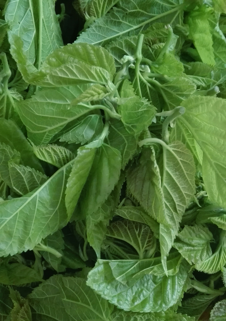 现摘新鲜桑芽菜食用桑叶菜头芽健康菜桑嫩芽食疗绿色天然农家自栽