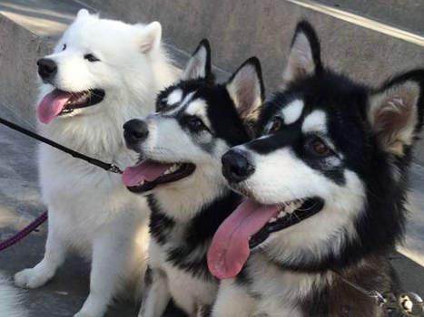 某网友因为很喜欢狗狗,所以养了一只小萨摩耶和一只小哈士奇, 本来