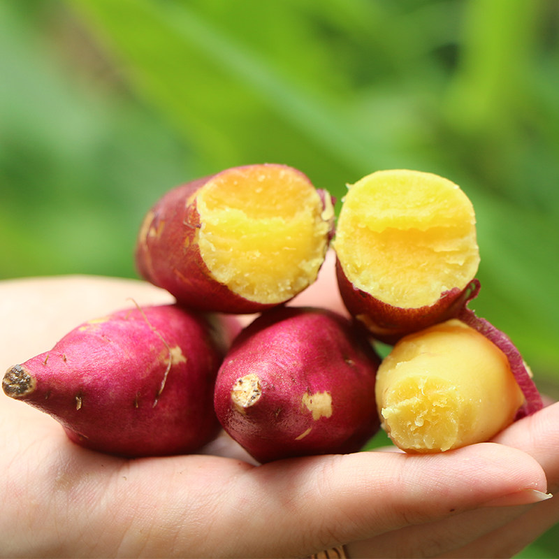 天目山小香薯 临安小红薯蜜薯新鲜紫薯地瓜 板栗山芋