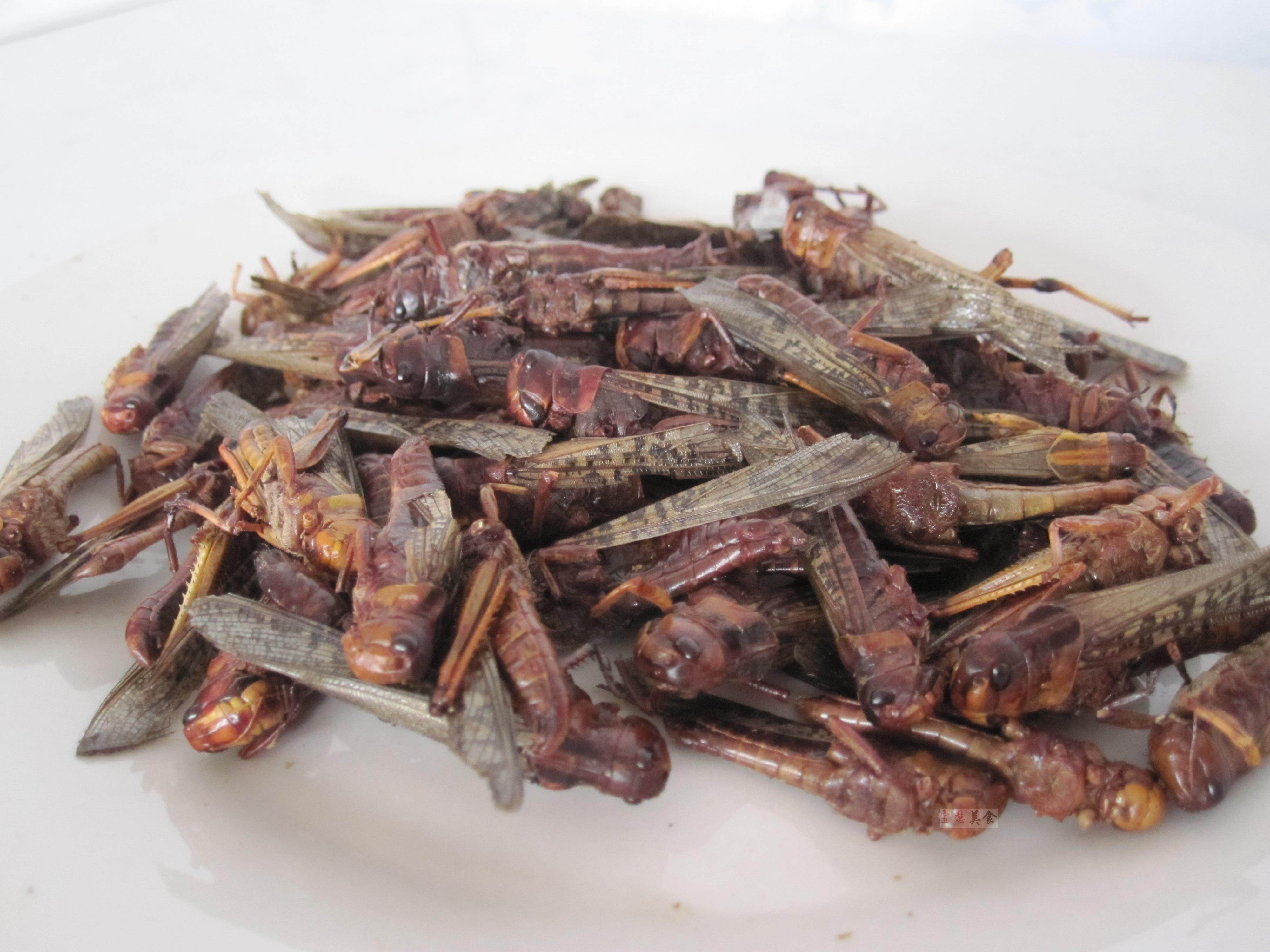 包邮蚂蚱干 纯干蚂蚱 东亚飞蝗 飞蝗干 大蚂蚱 鸟食鱼饵 500g