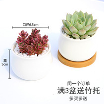 Succulent flower viewing plants with flower pots and soil combination potted super cute new flower meat green plants indoor flower plants