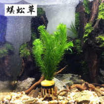 Fish Tank Built Landscape Rear View Real Water Grass Living Ecological Bottle of Centipede Grass-cylinder Decorative Goldfish Algae plant with stem