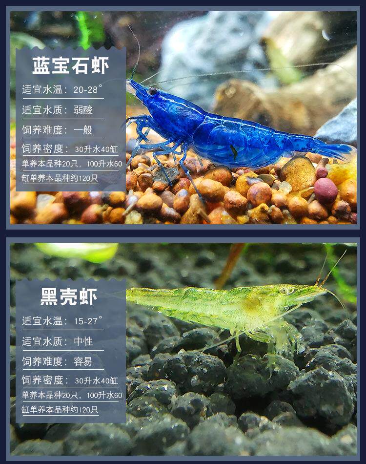 极火虾鲜活观赏淡水大号红集火除藻清洁虾樱花虾繁殖烤漆清理鱼缸