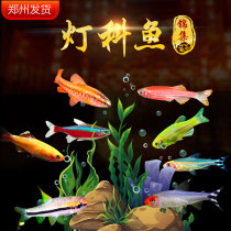 Traffic lights fish color skirts small lights live tropical ornamental fish freshwater fish lotus lights white clouds golden silk