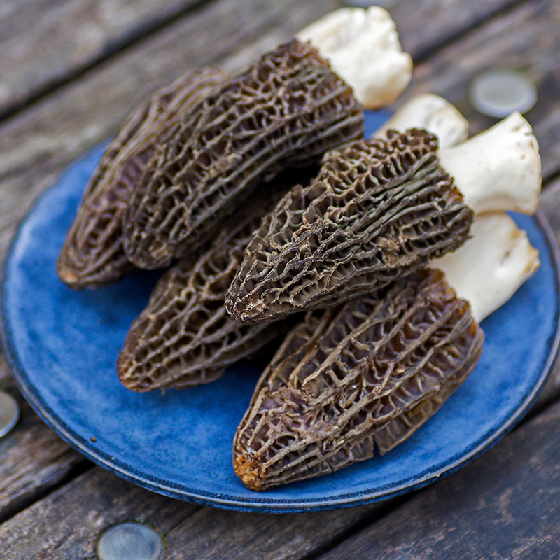 土哆哆新鲜羊肚菌牛肚菌云南野生菌羊肚菇食用菌非干货顺丰包邮