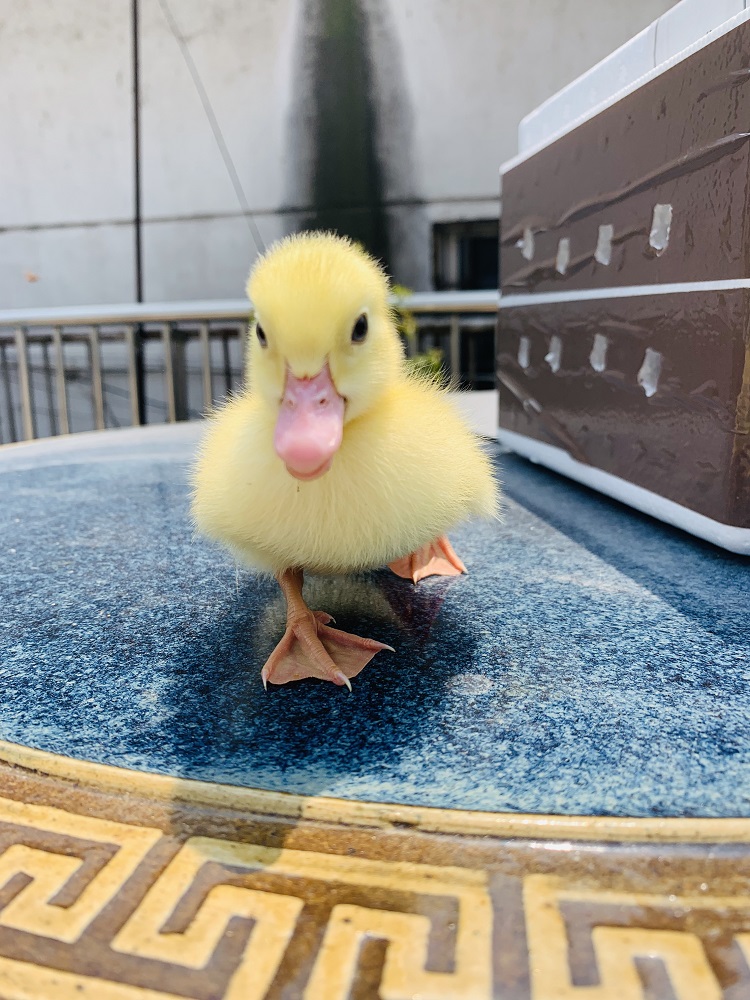 网红柯尔鸭超萌的宠物送给甜甜的你