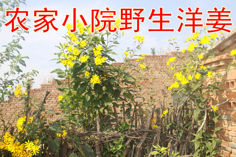 现挖新鲜洋姜鬼子姜姜不辣纯野生腌制泡菜野酱菜鲜咸菜5斤装免邮