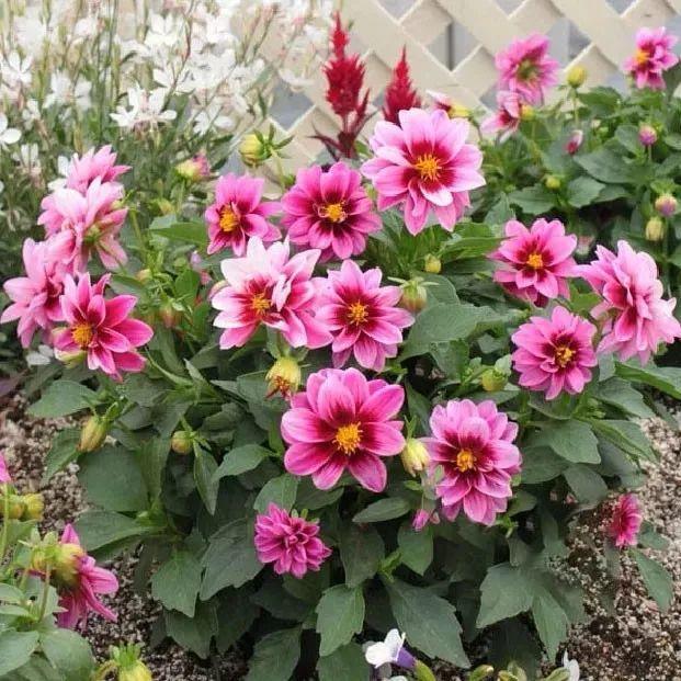 小丽花扦插种苗室内阳台庭院绿植球根植物天竺牡丹植物盆栽花苗小丽花