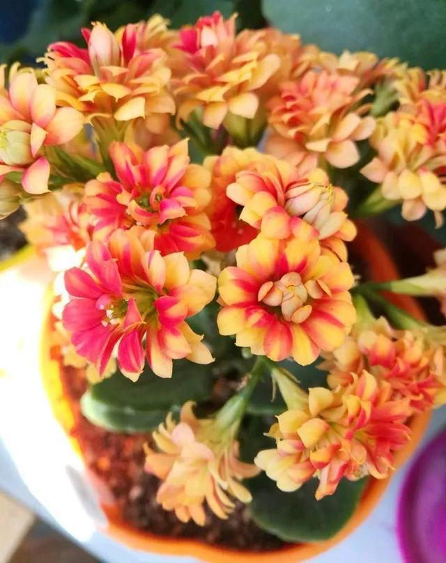 80个长寿花品种,全都美极了