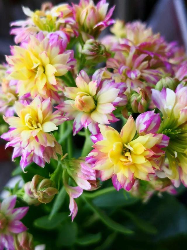 80个长寿花品种,全都美极了