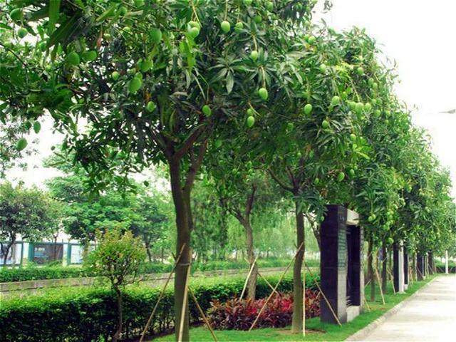 好吃的水果都长在路边,满枝金黄