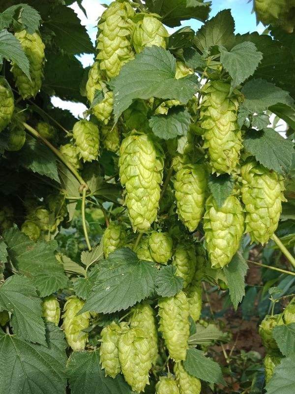 风味独特的啤酒花健脾消食作用多