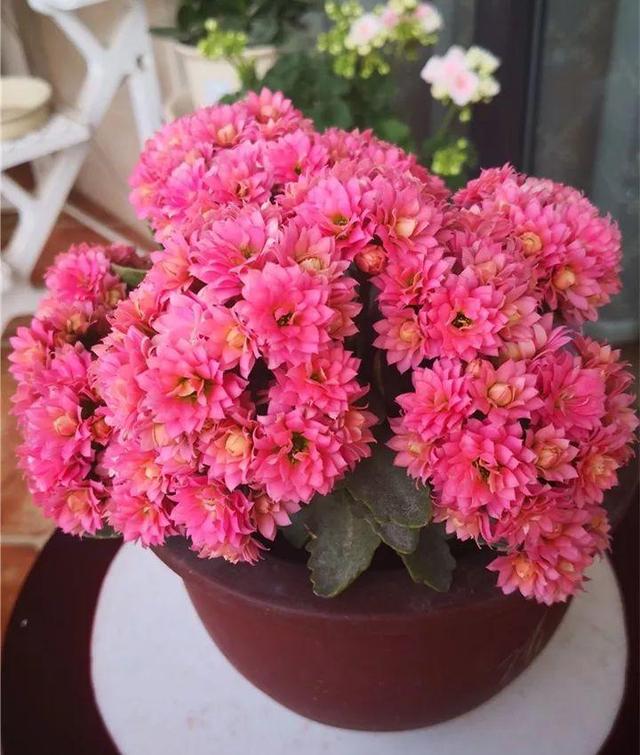 80个长寿花品种,全都美极了