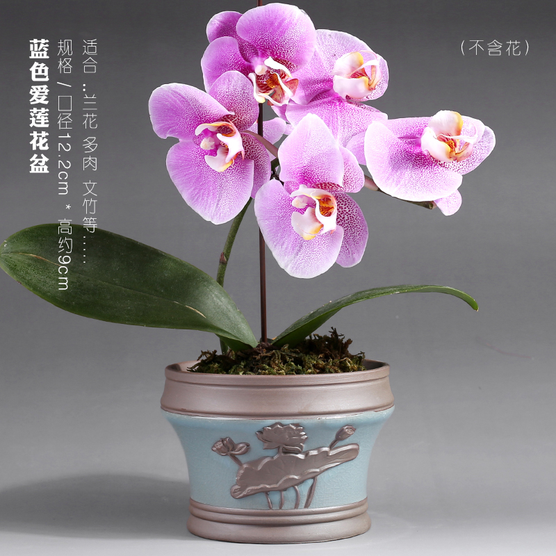 Butterfly orchid flower POTS vent size special creative purple high - grade ceramic pot round expressions using basin a clearance sale