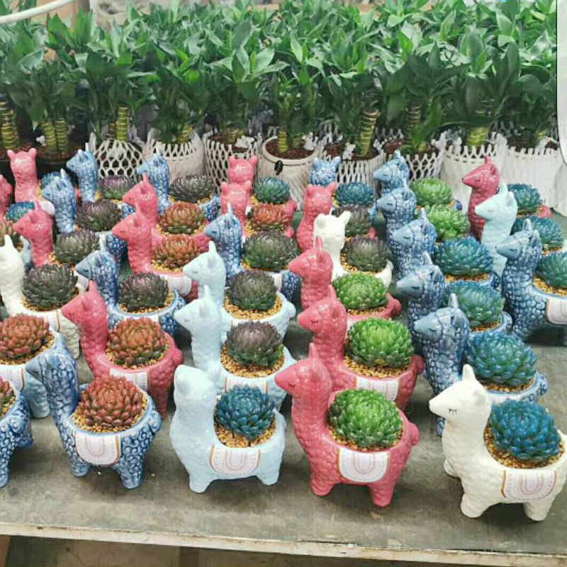 Blue creative move alpaca small express it in mini thumb animal flowerpot ceramic furnishing articles long square more than meat