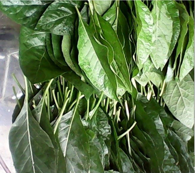 南非叶 新鲜叶子15元1斤 包邮 现摘现卖