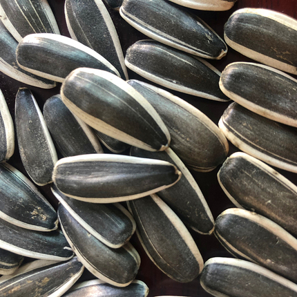 瓜子葵花子内蒙古五原精品大颗粒生葵花籽生瓜子新货散装发批5斤