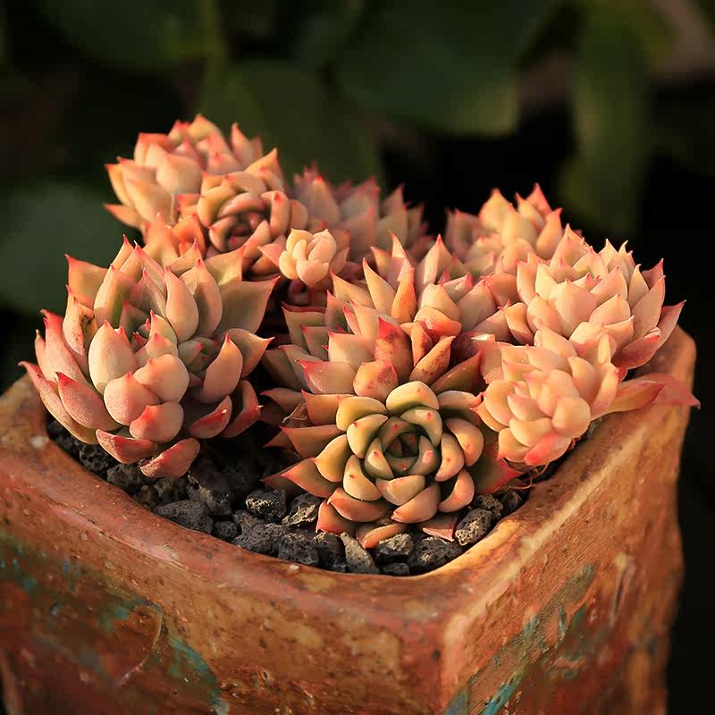 女雏群生多头 多肉植物 办公室内防辐射多肉植物 组合盆栽套餐_7折