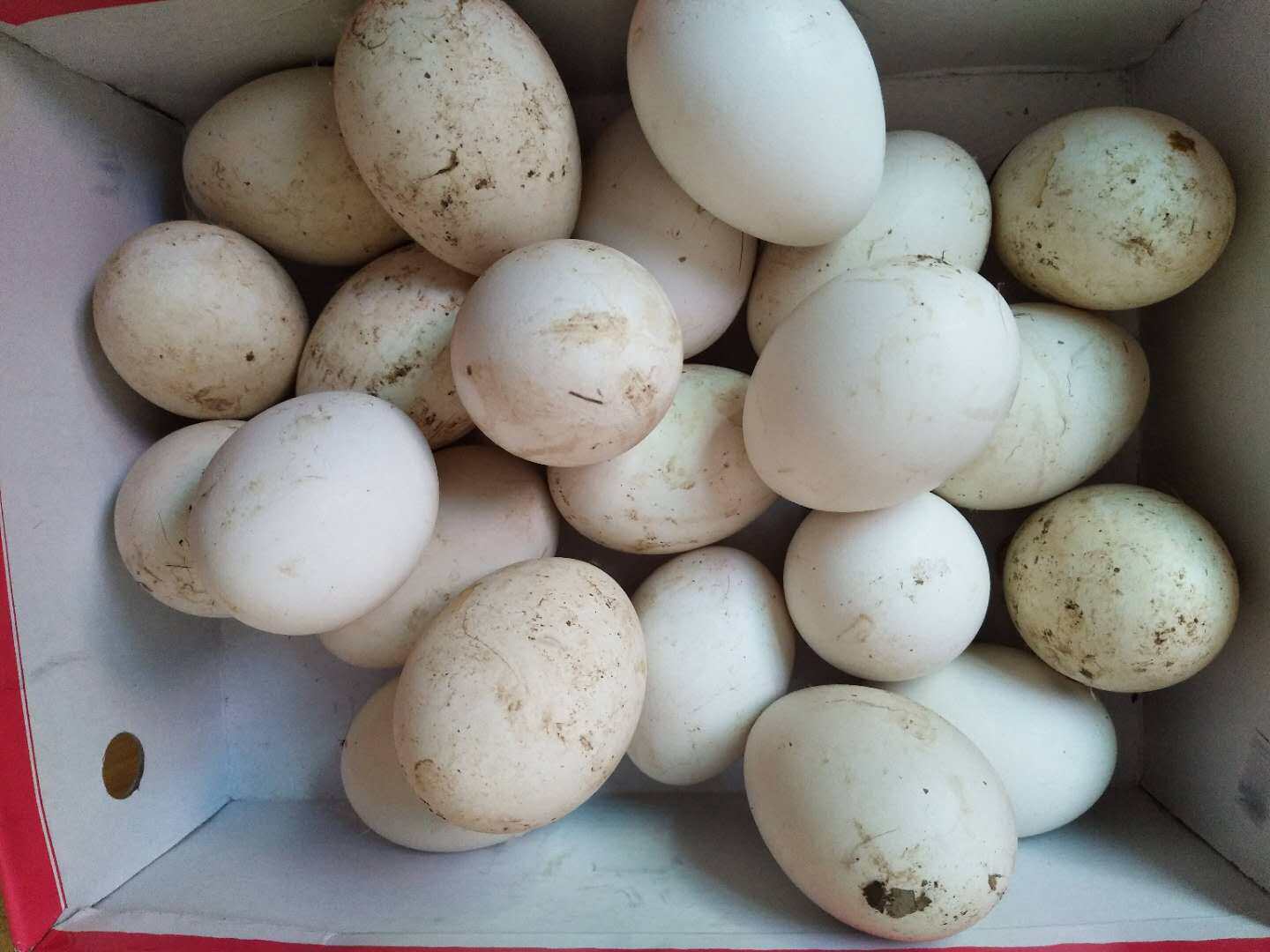 草树沟农村生态散养土鹅蛋新鲜孕妇去胎毒粮食虫草喂养20枚