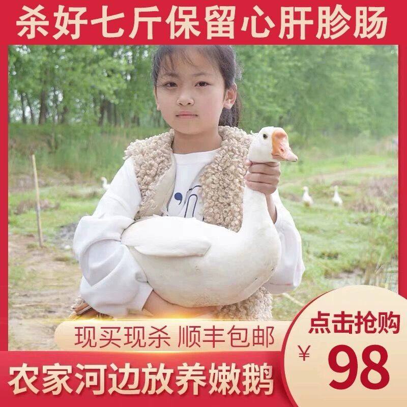 邦贡园 新鲜现杀散养大白鹅鹅肉 净重6斤 天猫优惠券折后￥98包邮（￥138-40）