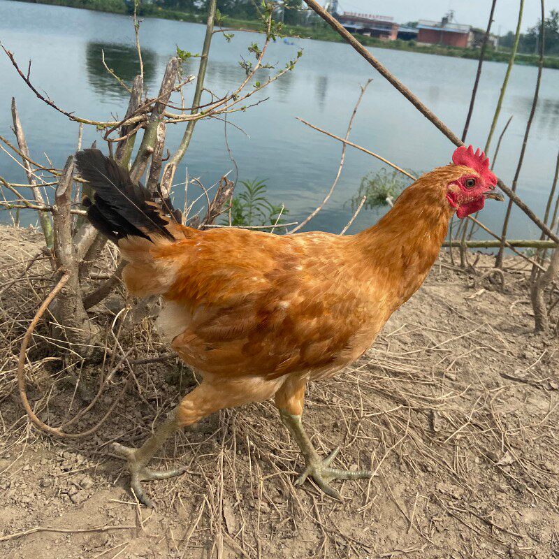 【邦贡园】农家散养童子鸡新鲜现杀2只装