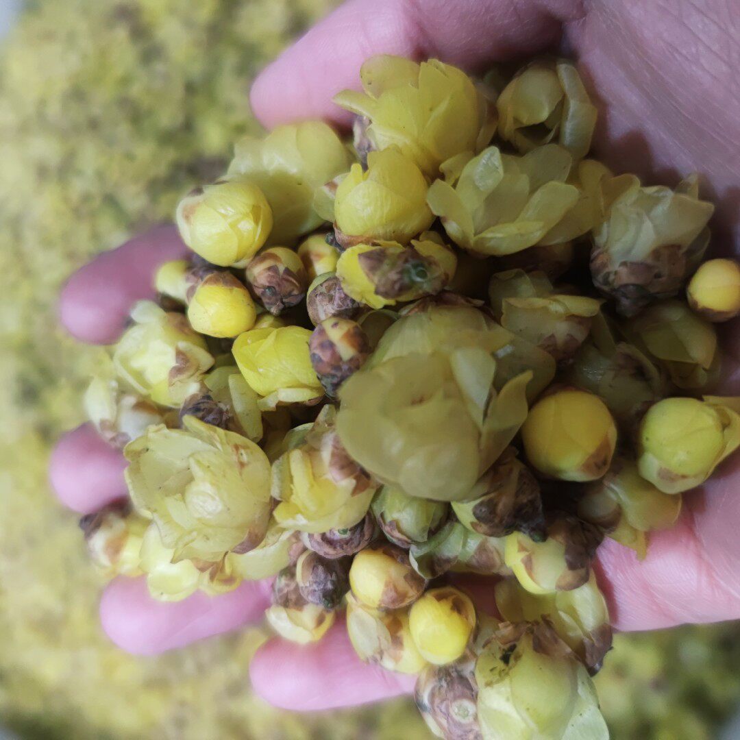 素心腊梅2021年花期月初新鲜提取纯露花材原料纯露