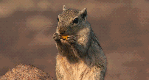 萌宠#松鼠需要洗澡吗?