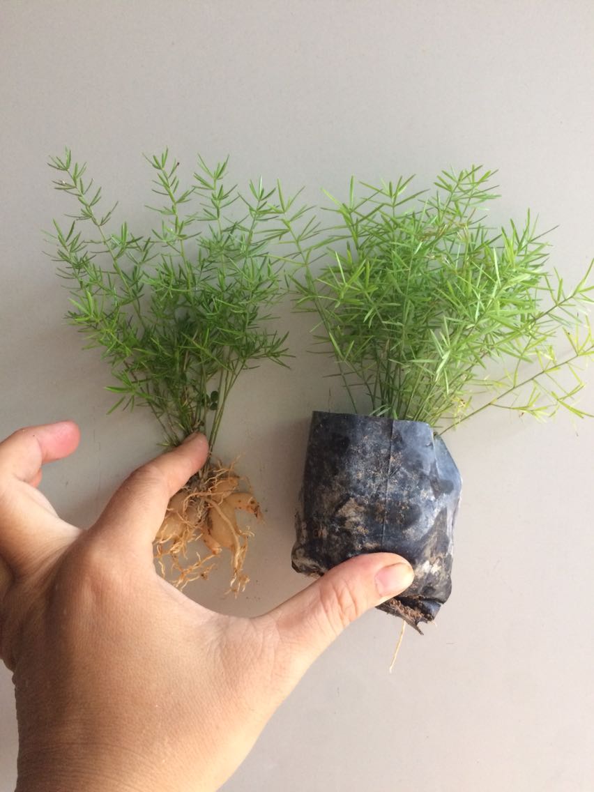 天门冬苗药用小苗 冬天冻不死天冬草药材绿化苗袋苗天冬苗