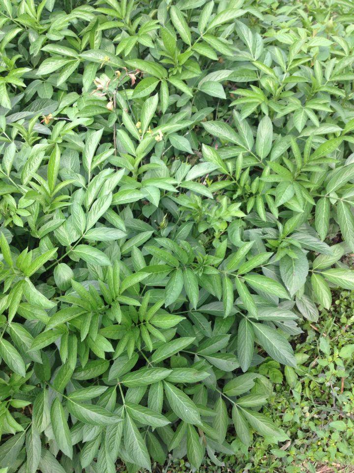 七星剑七星剑草黑面将军 搭配优盾草500克