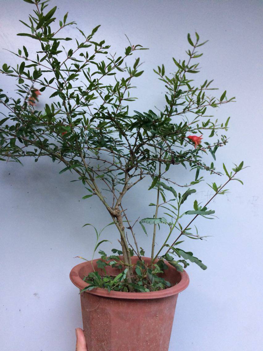 包邮石榴花苗红花苗庭院翠叶石榴花盆栽植物喜庆吉祥苗有抹草