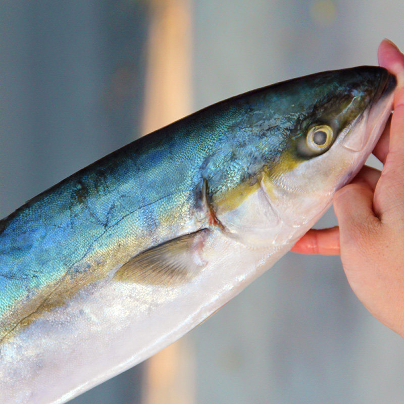 首单礼金2条4斤新鲜金枪鱼金狮鰤鱼