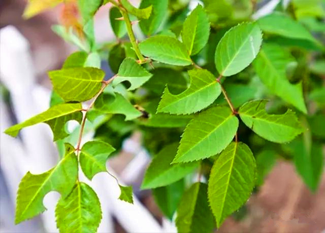 月季叶子卷曲没有虫