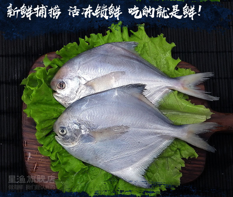 星渔海捕野生银鲳鱼舟山新鲜鲜活冷冻海鲜水产深海银昌鱼1斤6-7条