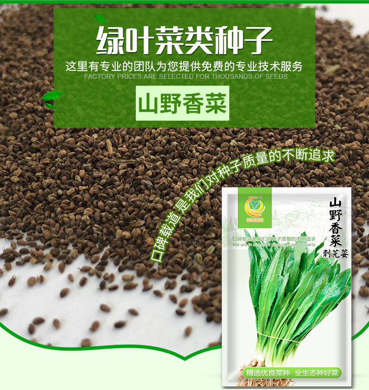 种子香菜大芫荽蔬菜缅甸种苗芫荽刺芹籽大种苗厂家封装国产刺芫荽