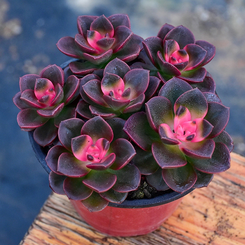 多肉植物 星美人錦 パキフィツム 確認用 艶美人錦 多肉植物 パキフィツム