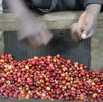 April new Kenya washed sun comparison set Andabes Manor medium baking hand punch