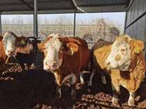 Treasure gift Pure coffee farm Straight out of the non-homogenized milk hanging cup butter taste of childhood