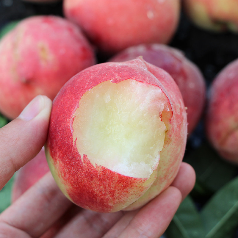 现摘现货新鲜毛桃当季桃子应季脆桃孕妇时令水果整箱2.