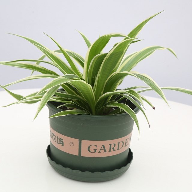 Phnom Penh hanging orchid potted office decoration hanging green plants home except formaldehyde indoor silver edge gardening package promotion Phnom Penh hanging orchid potted office decoration hanging green plants home except formaldehyde indoor silver edge gardening package promotion