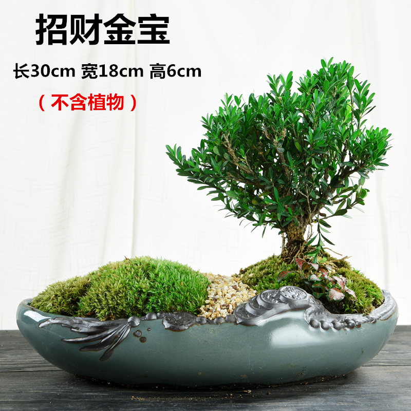 Bonsai flowers, potted landscape ceramic purple creative move Chinese wind, green potted asparagus calamus large money plant