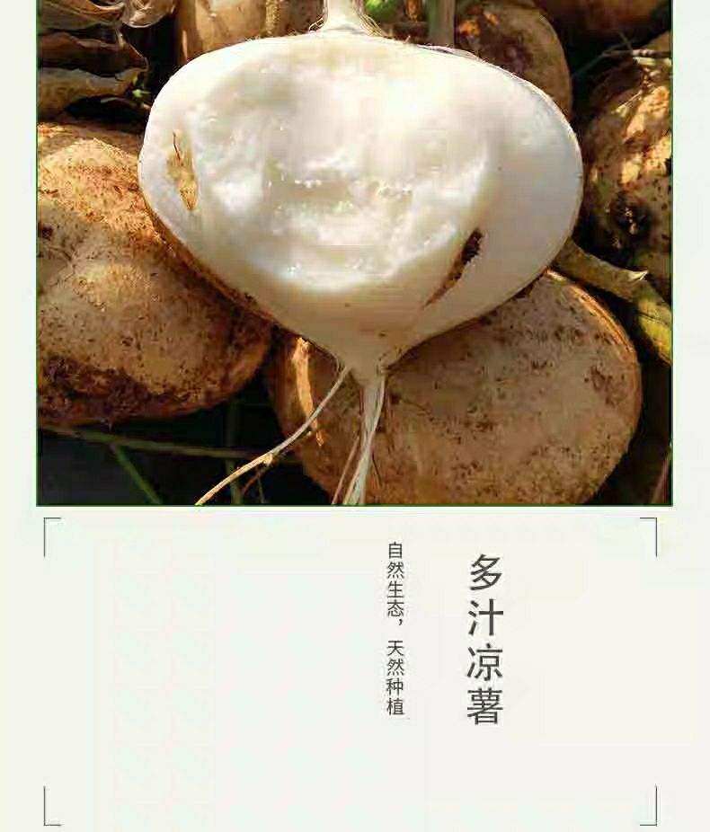 新鲜现挖10斤凉薯白地瓜沙葛农家小凉薯小个豆薯葛薯番红蜜薯地瓜