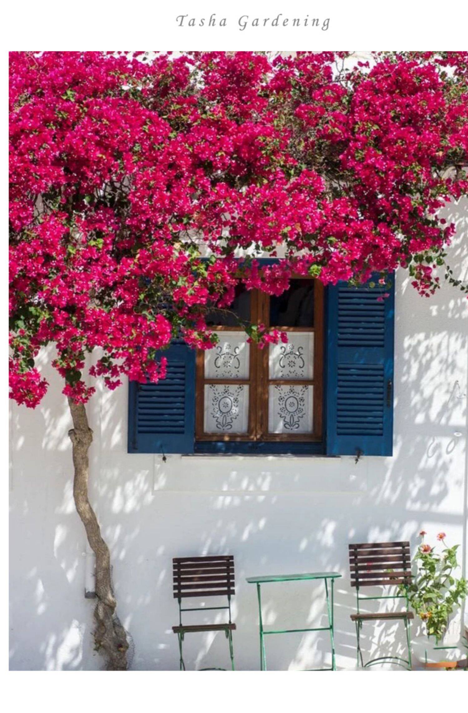 三角梅盆栽带花爬藤老桩植物庭院阳台室内观花卉盆景四季开花好养