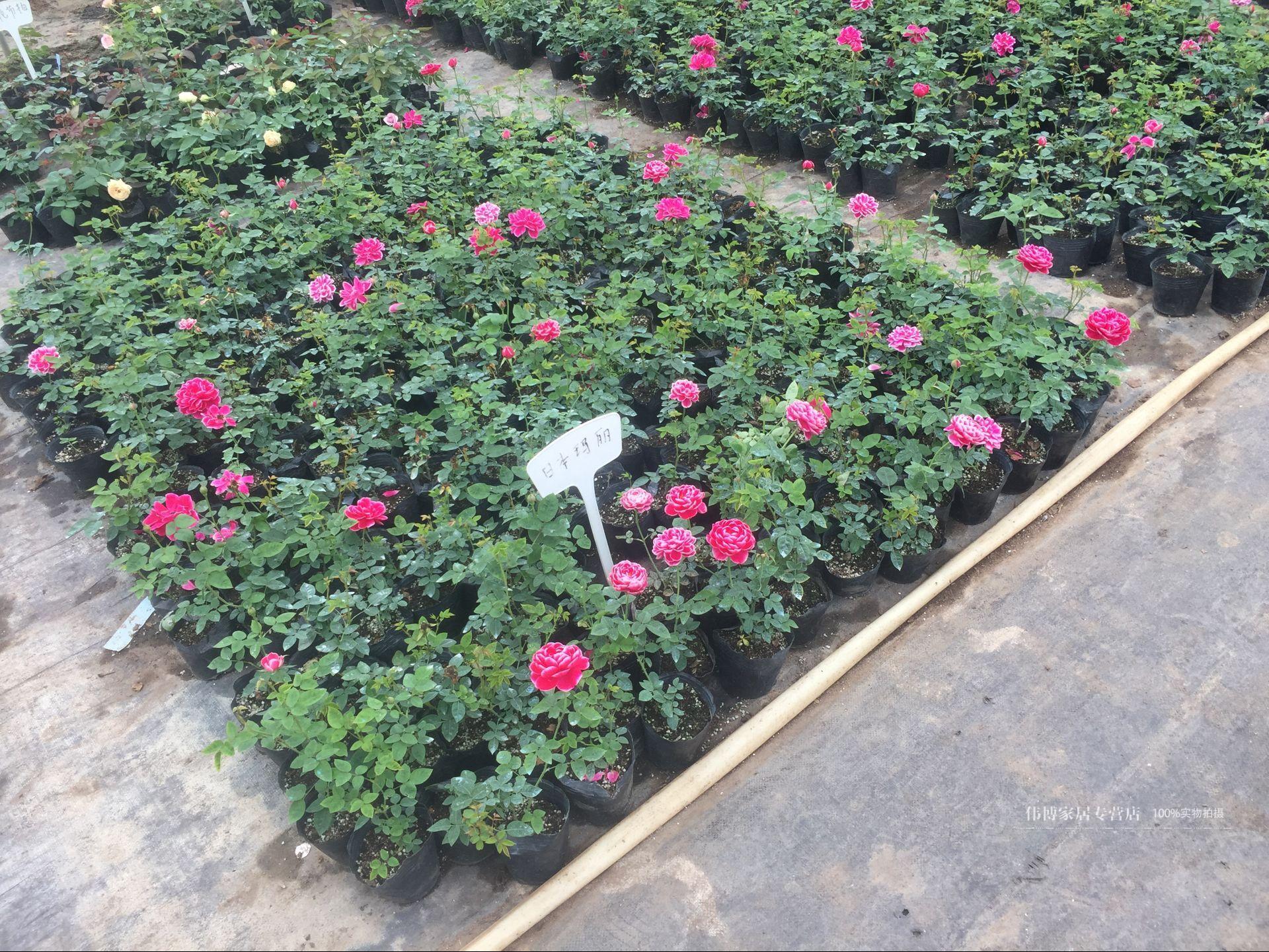 伟博灌木切花月季花苗 日本玛丽玫瑰 带花苞勤花月季四季开花不断