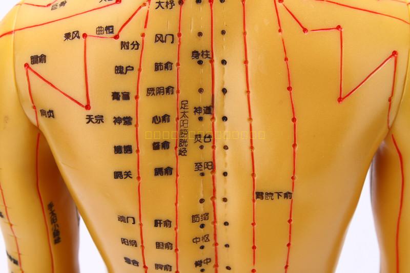 超清人体针灸穴位模型经络铜人刻字中医用教学人体模型男女小人