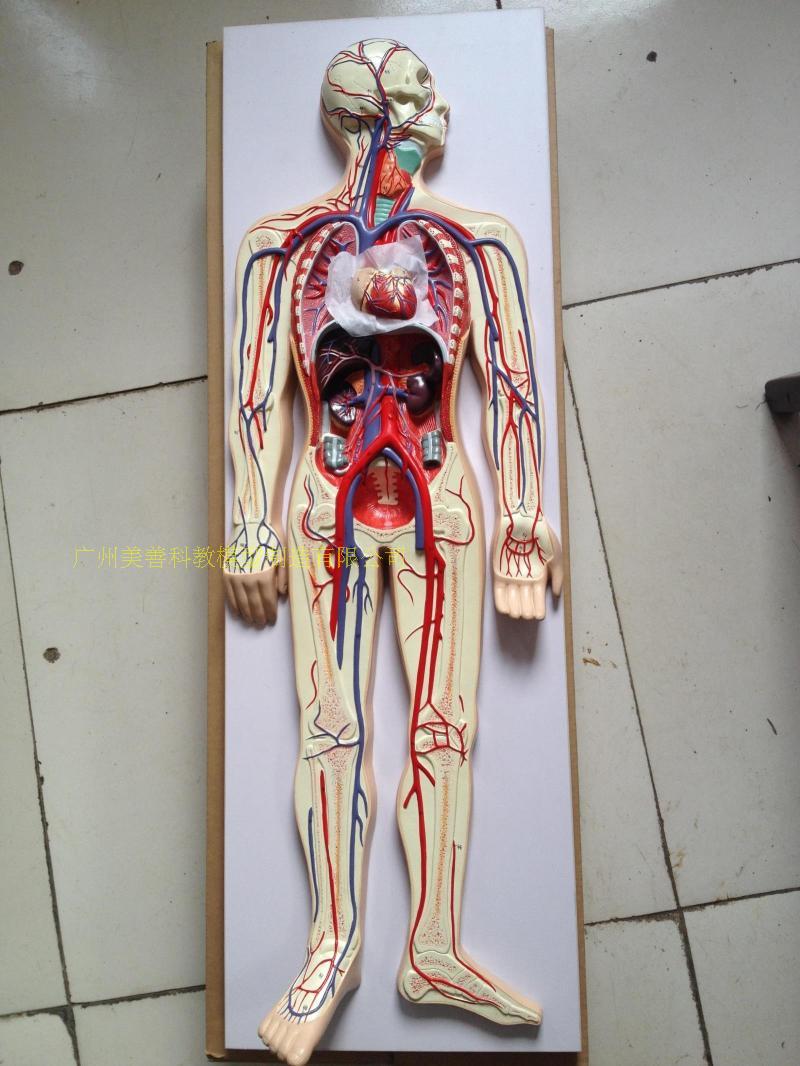 人体血液循环系统模型 全身血液循环 人体血管分布