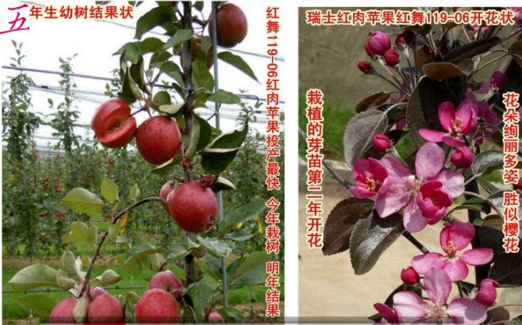 瑞士专家马库斯科波特花了近20年时间培育而成的世界第一个红肉苹果