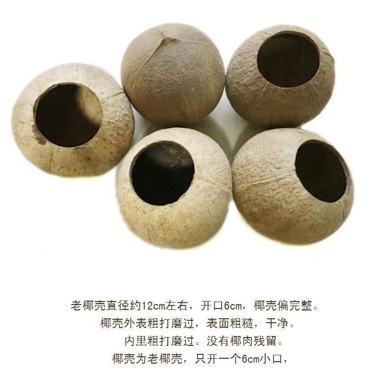 Coconut Shell Flower Pot Fresh bird Bird Nest Small Face 10cm Cheesestone Stones Special column Pound Pendulum Pieces Stone Sculpted Bird House-Taobao