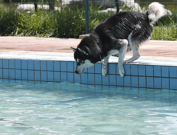 600_459gif 动态图 动图